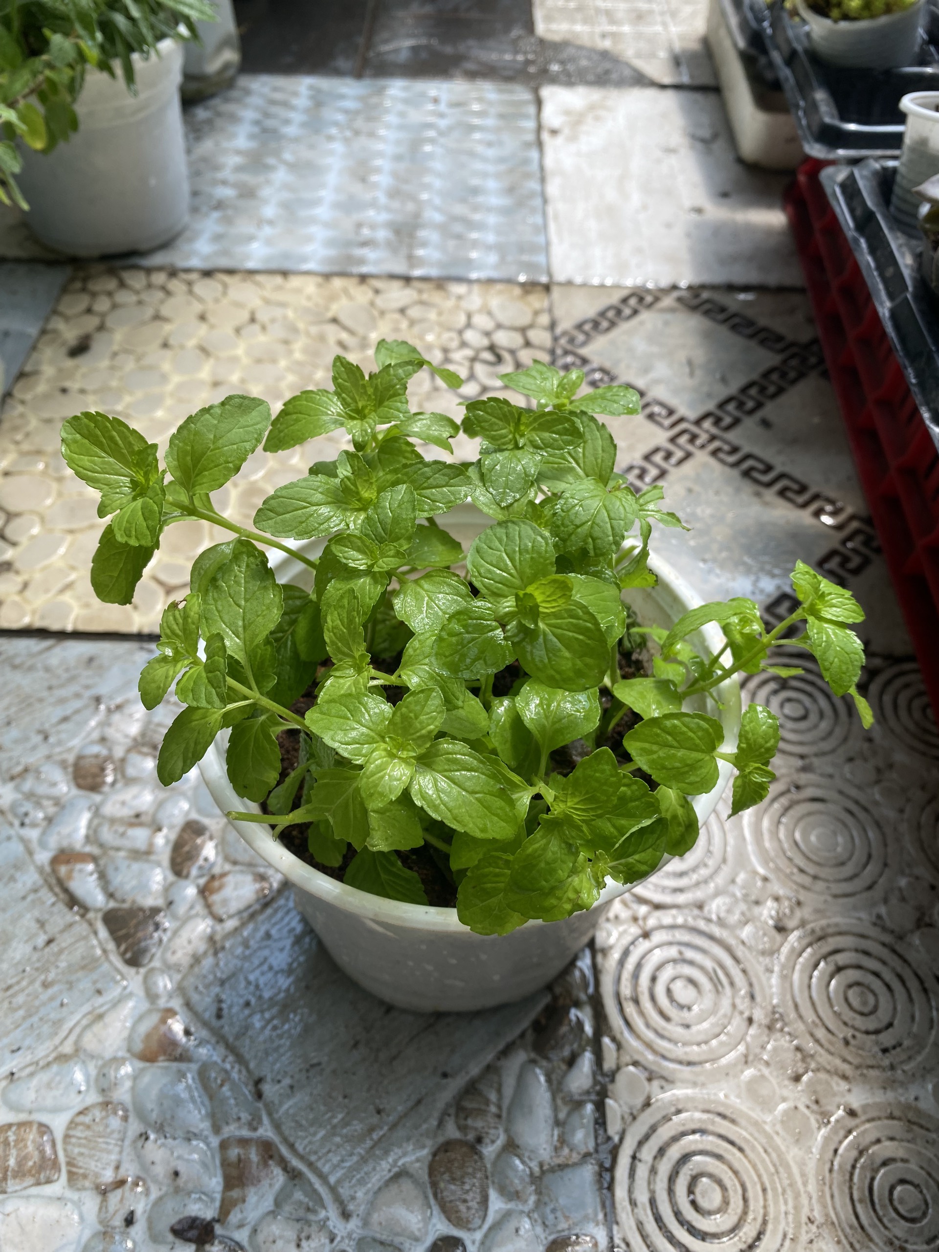 CÂY BẠC HÀ PEPPERMINT KHÔNG CHẬU