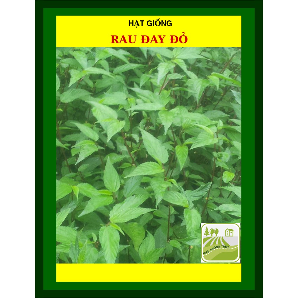 20G - Hạt Giống Rau Đay Xanh, Đỏ