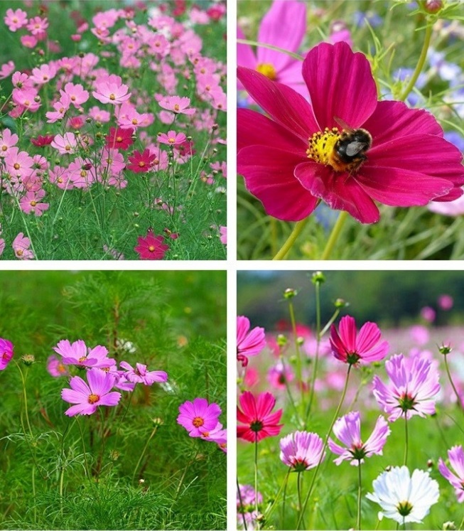 100 Hạt giống Hoa Cánh Bướm tặng kèm kích mầm