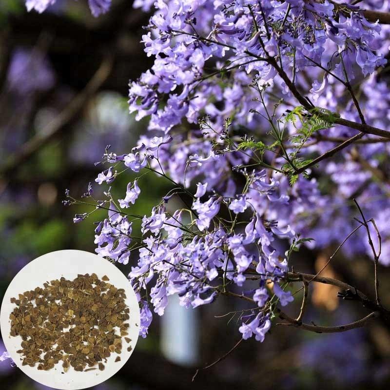 Jacaranda mimosifolia seeds