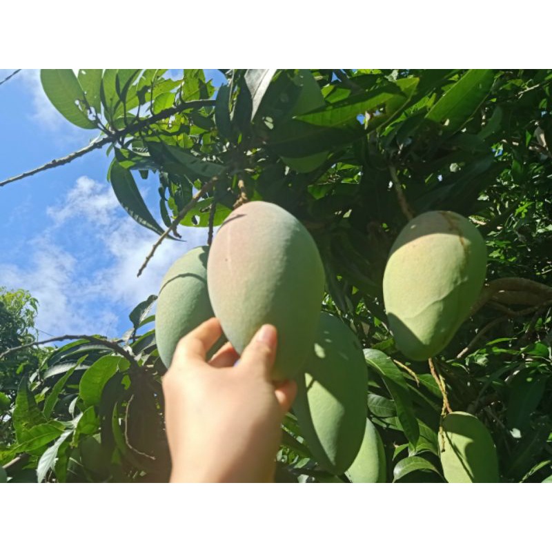 XOÀI TỨ QUÝ
