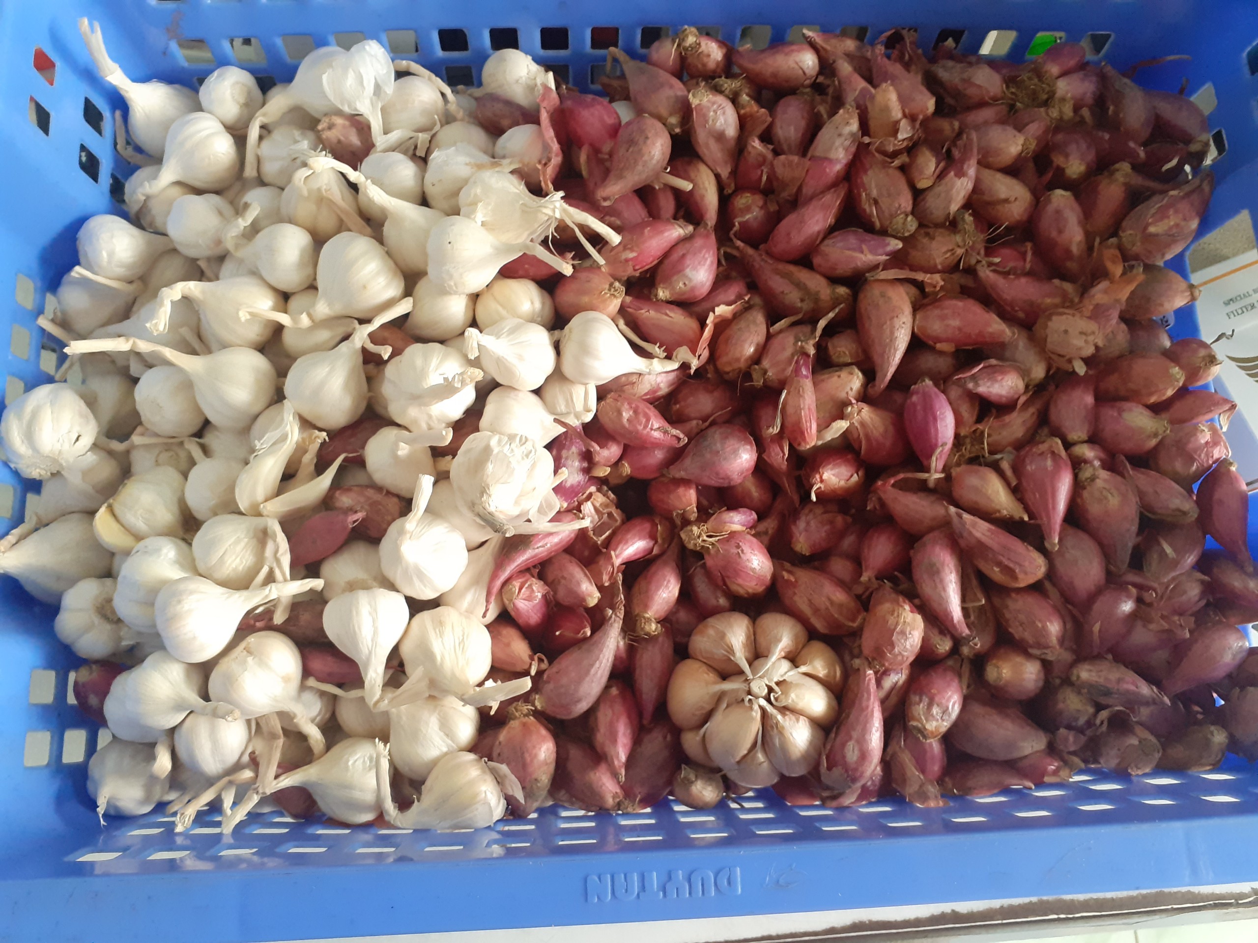 Củ Hành Tím quê Em.