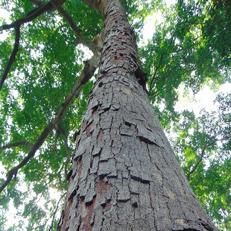 Cây giống cây Gỗ Lim Xanh