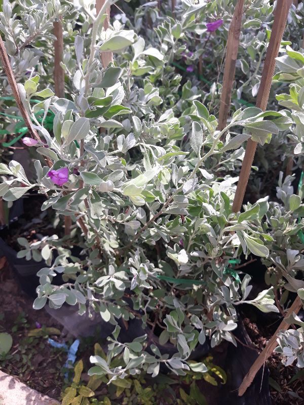 Chậu cây tuyết sơn phi hồng