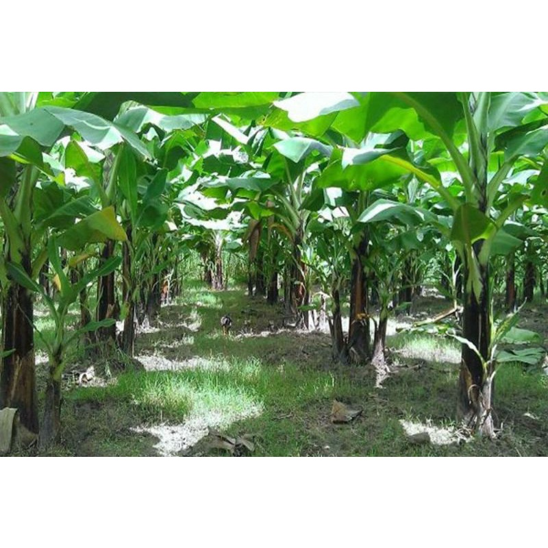 Cây giống chuối già Laba(thuần xứ nóng)