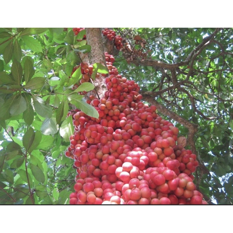 cây dâu da đất ( cây dâu da rừng )