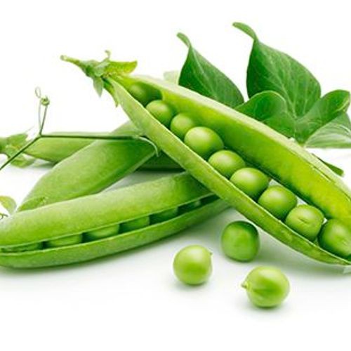 [HCM]Hạt giống Đậu hà lan thu hạt