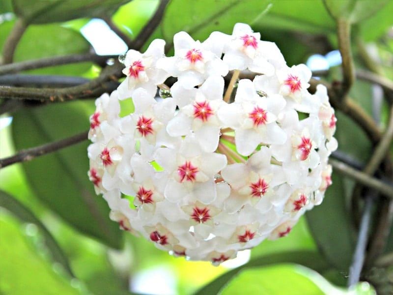 Cẩm cù trắng nhị đỏ hoa thơm sắp hoa