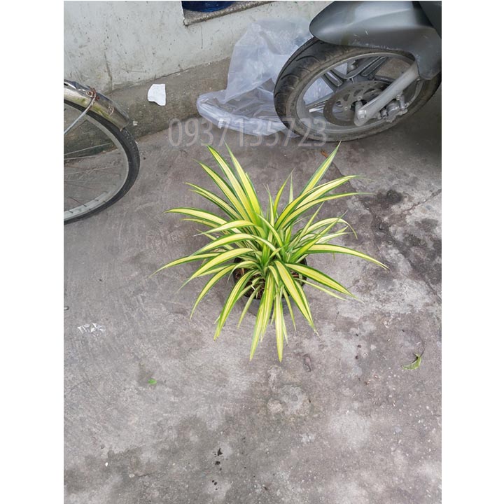 [HCM]CÂY DỨA SỌC VÀNG -DỨA THÁI-DỨA VẠN PHÁT