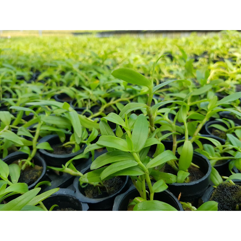Phi điệp đột biến 5 cánh HỒNG THIÊN LÔI, ki tách thân