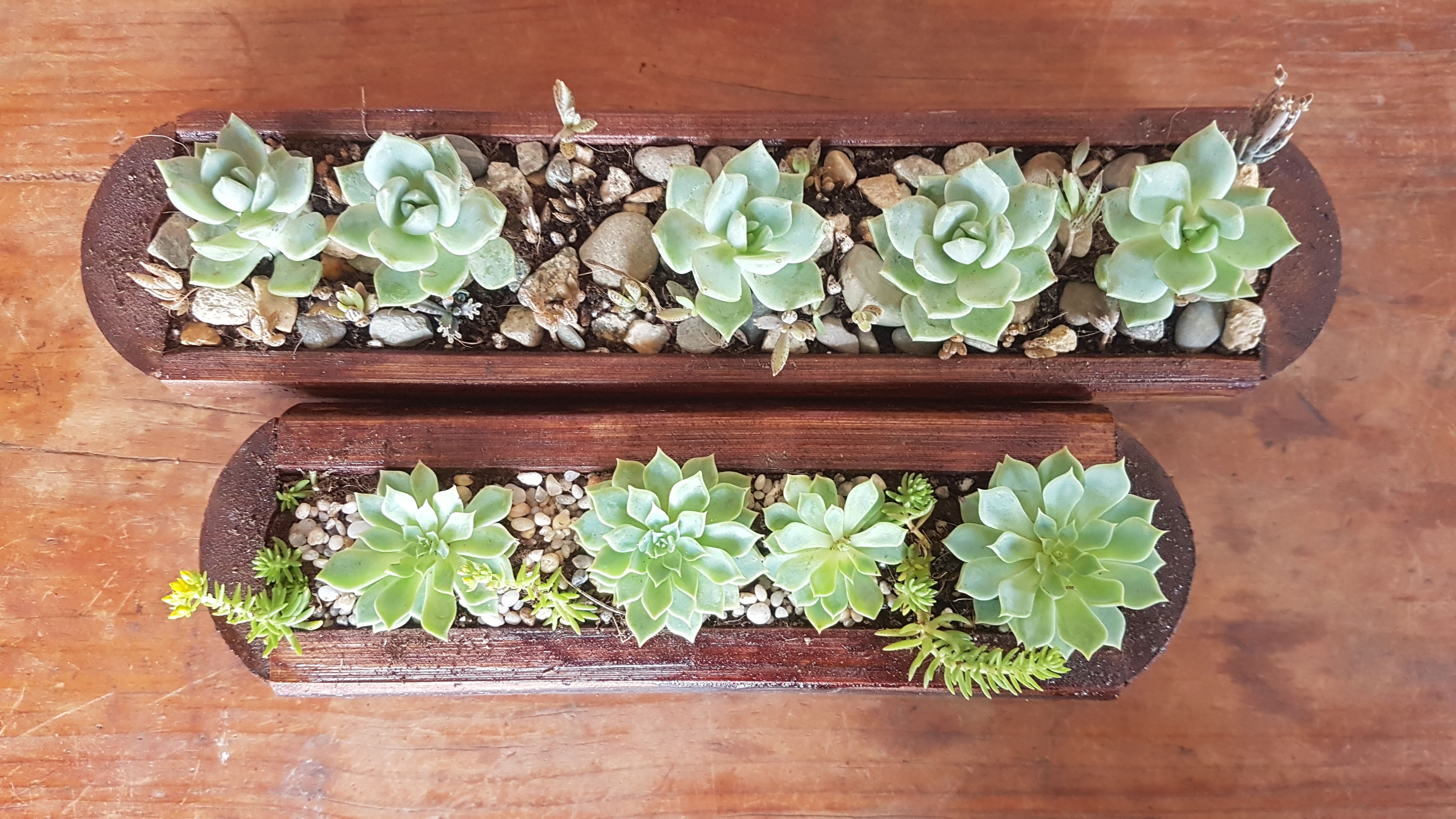 COMBO SEN ĐÁ ĐỂ BÀN - CHẬU GỖ TRE LÓNG DÀI TỪ 20-25 Cm