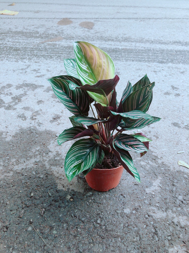 [HCM]Đuôi Công Sọc Tím