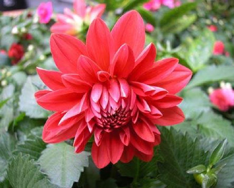 "Gói 50 Hạt " Hạt giống Hoa thược dược Mix Màu