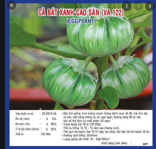 Hạt Giống Cà Bát Xanh Cao Sản