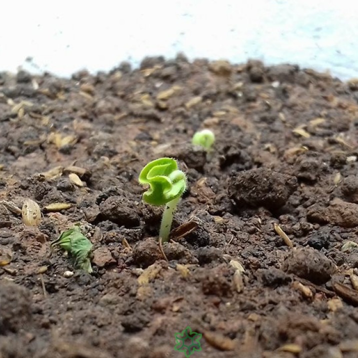 1KG ĐẤT SẠCH TRỘN SẲN TRỒNG RAU, TRỒNG HOA SIÊU DINH DƯỠNG