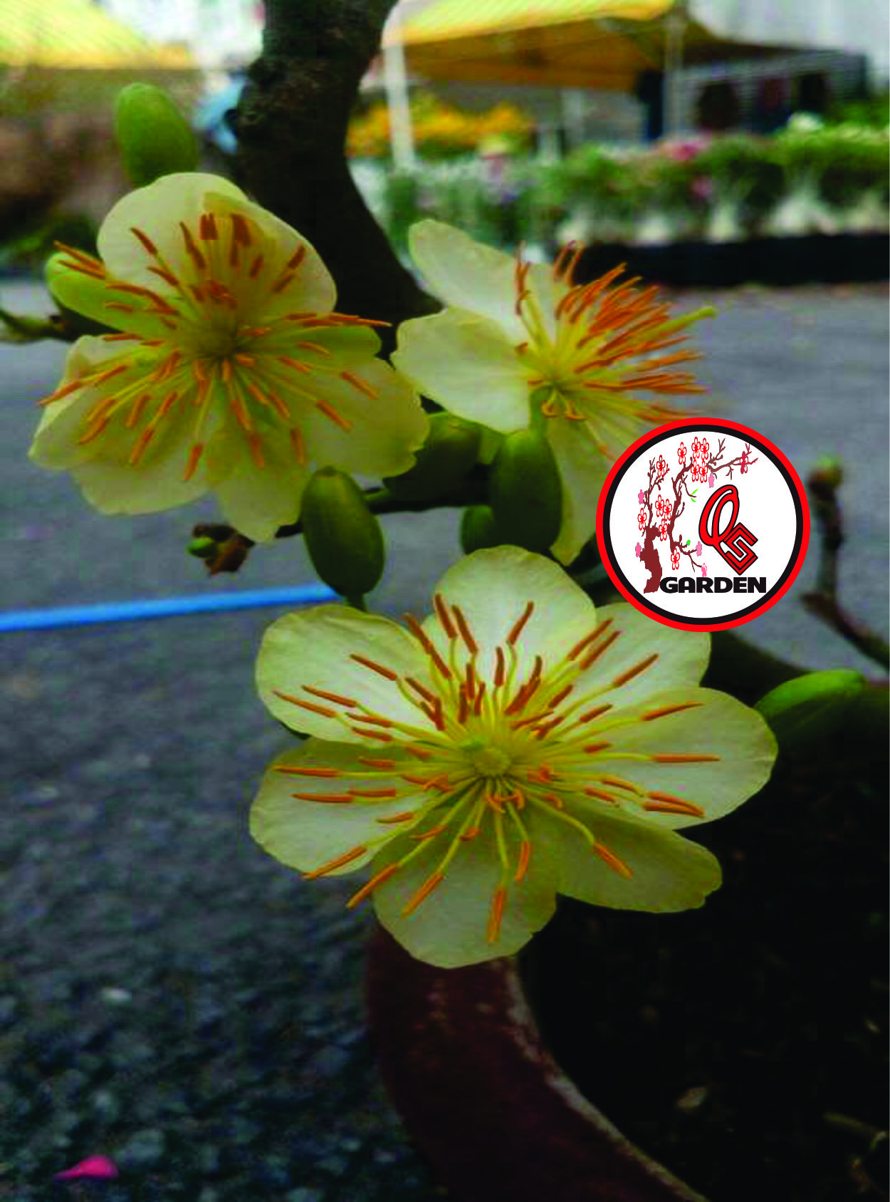 Hoa Mai Ngự Sử ( cây giống ghép)