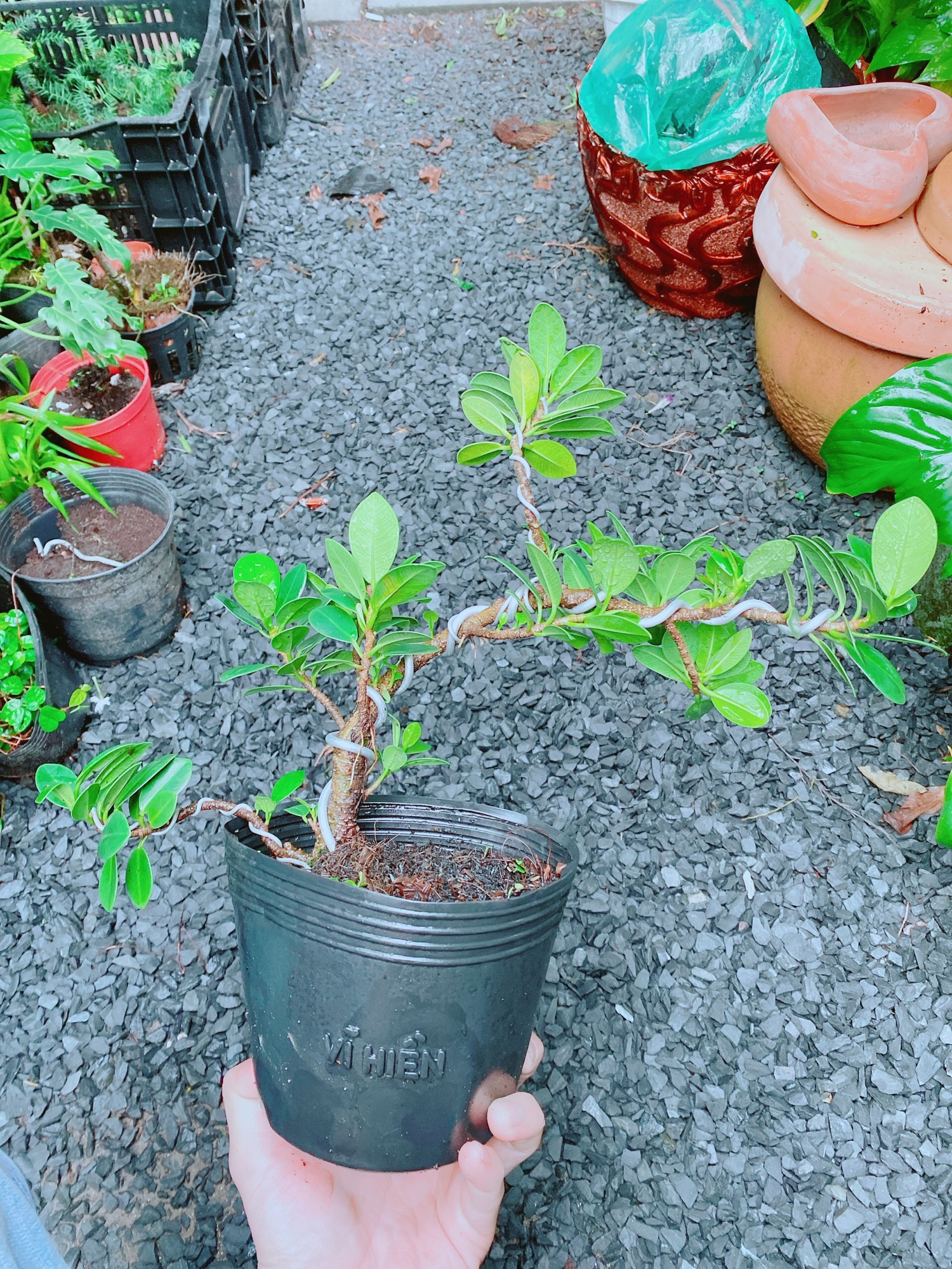 Cây Da Nhật Bonsai