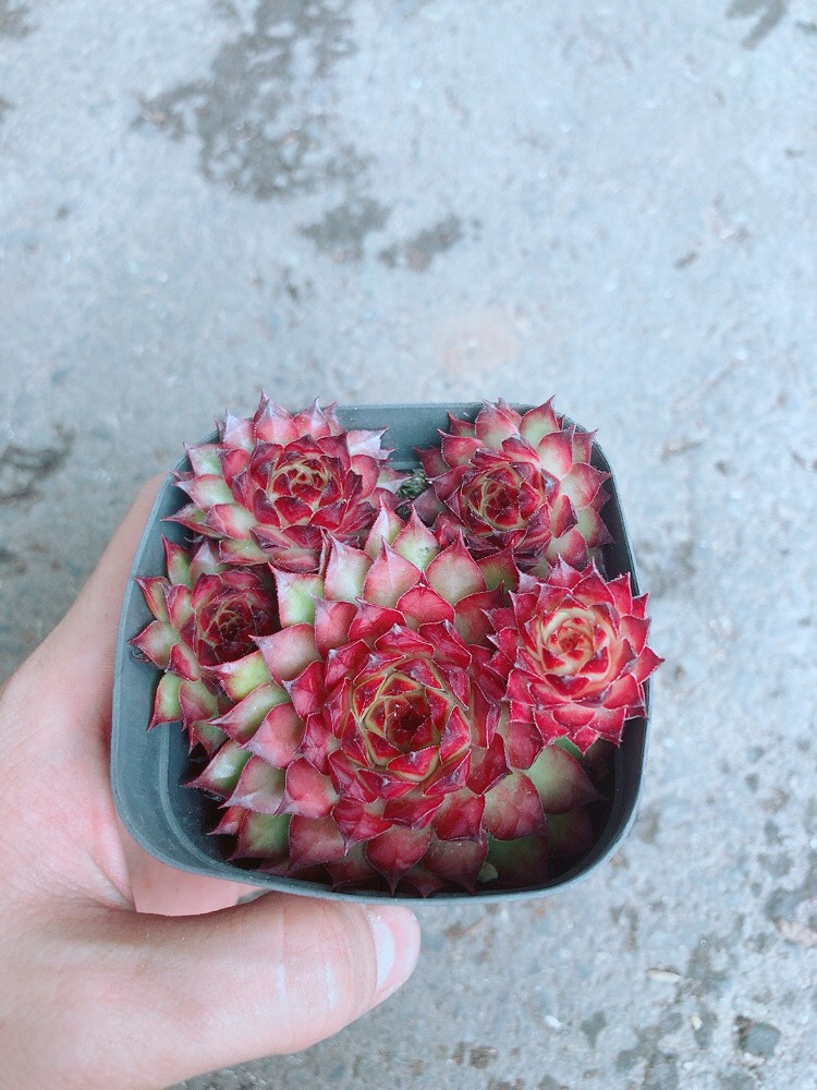 Sen đá phật bà đỏ