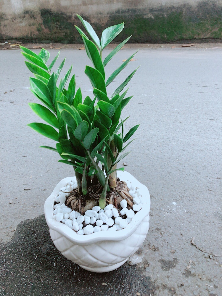 [HCM]Chậu Cây Kim Tiền