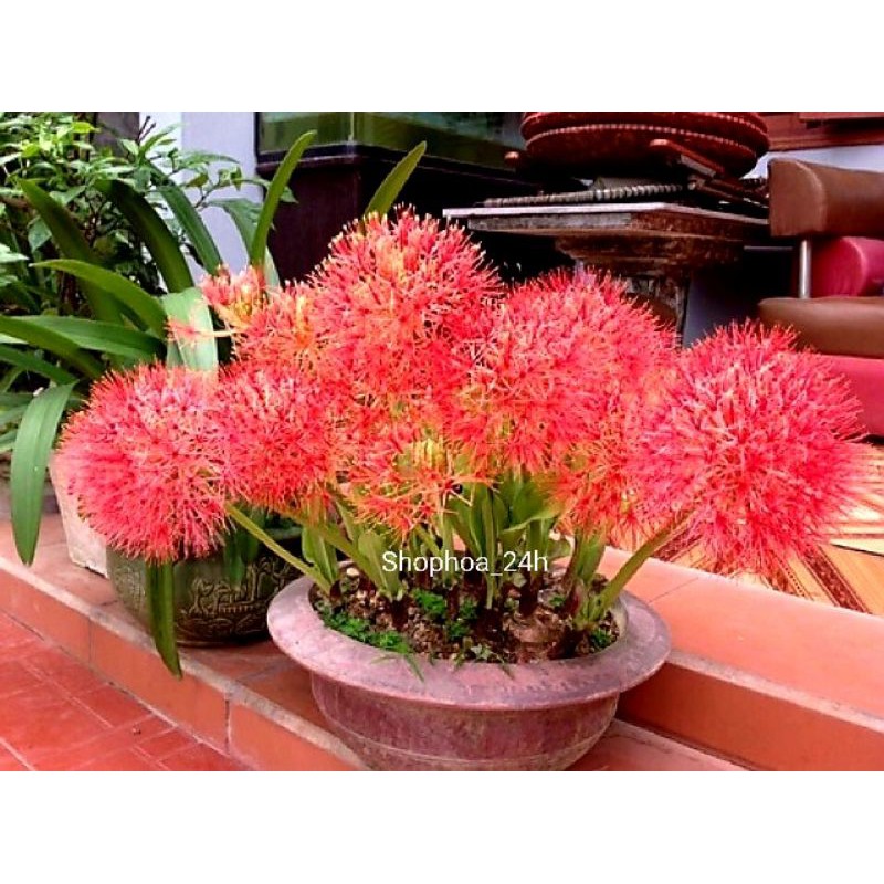 hoa hồng tú cầu củ giống