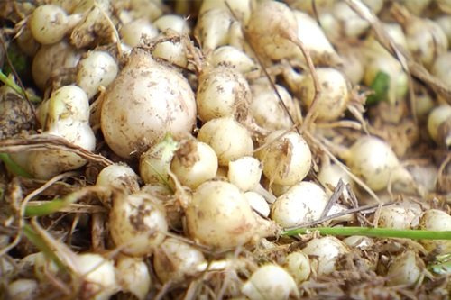 3kg Củ hành tăm Nghệ An (Củ nén)