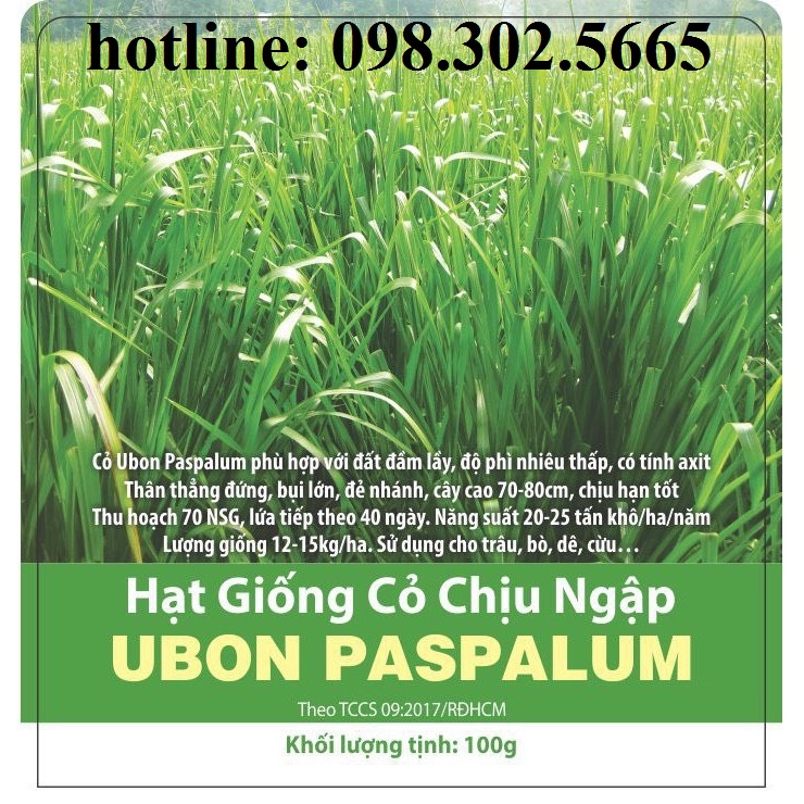 200g hạt giống cỏ xả chịu ngập Ubon Paspalum - cỏ chăn nuôi nhập khẩu Thái Lan