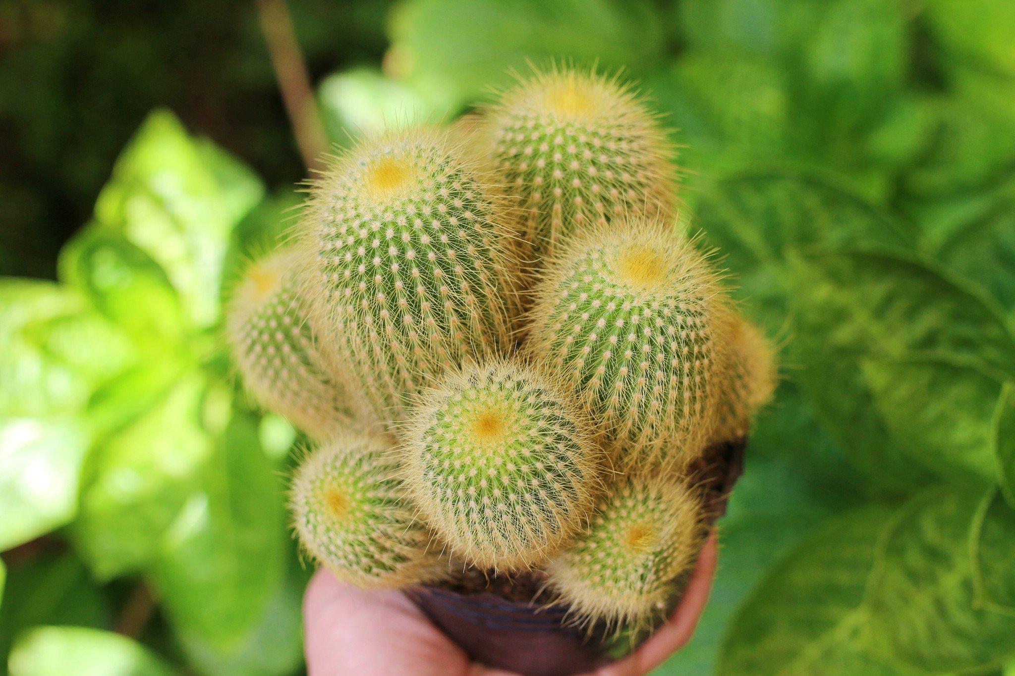 Xương Rồng Bụi Vàng