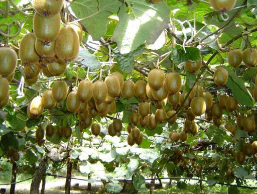 CÂY KIWI (XANH, ĐỎ, VÀNG), cây hót nhất năm