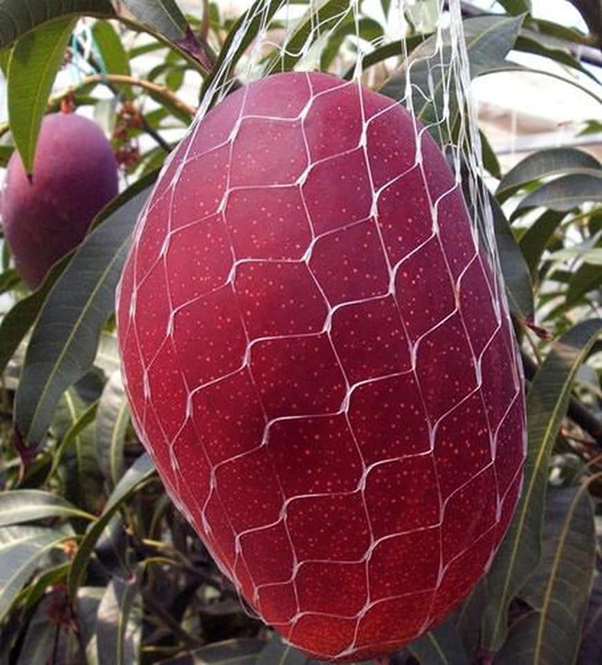 Giống cây xoài mặt trời Nhật Bản