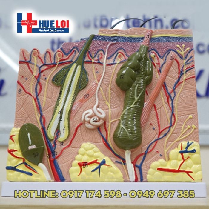Mô hình cấu tạo da người