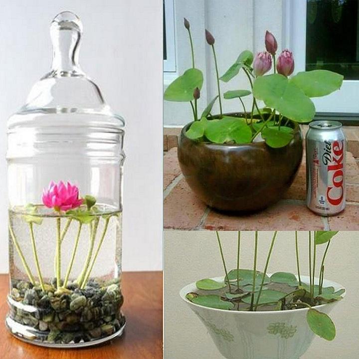 Hạt giống sen nhật mini - 10 hạt