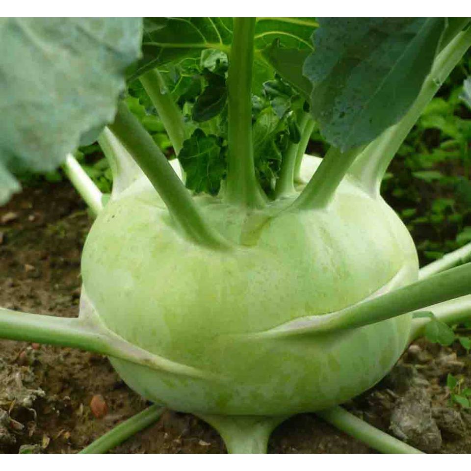 HẠT GIỐNG SU HÀO F1 PN GÓI 2GRAM