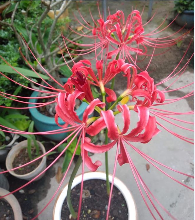 Củ giống hoa bỉ ngạn hoa màu đỏ ( 1 củ )[Seeds]