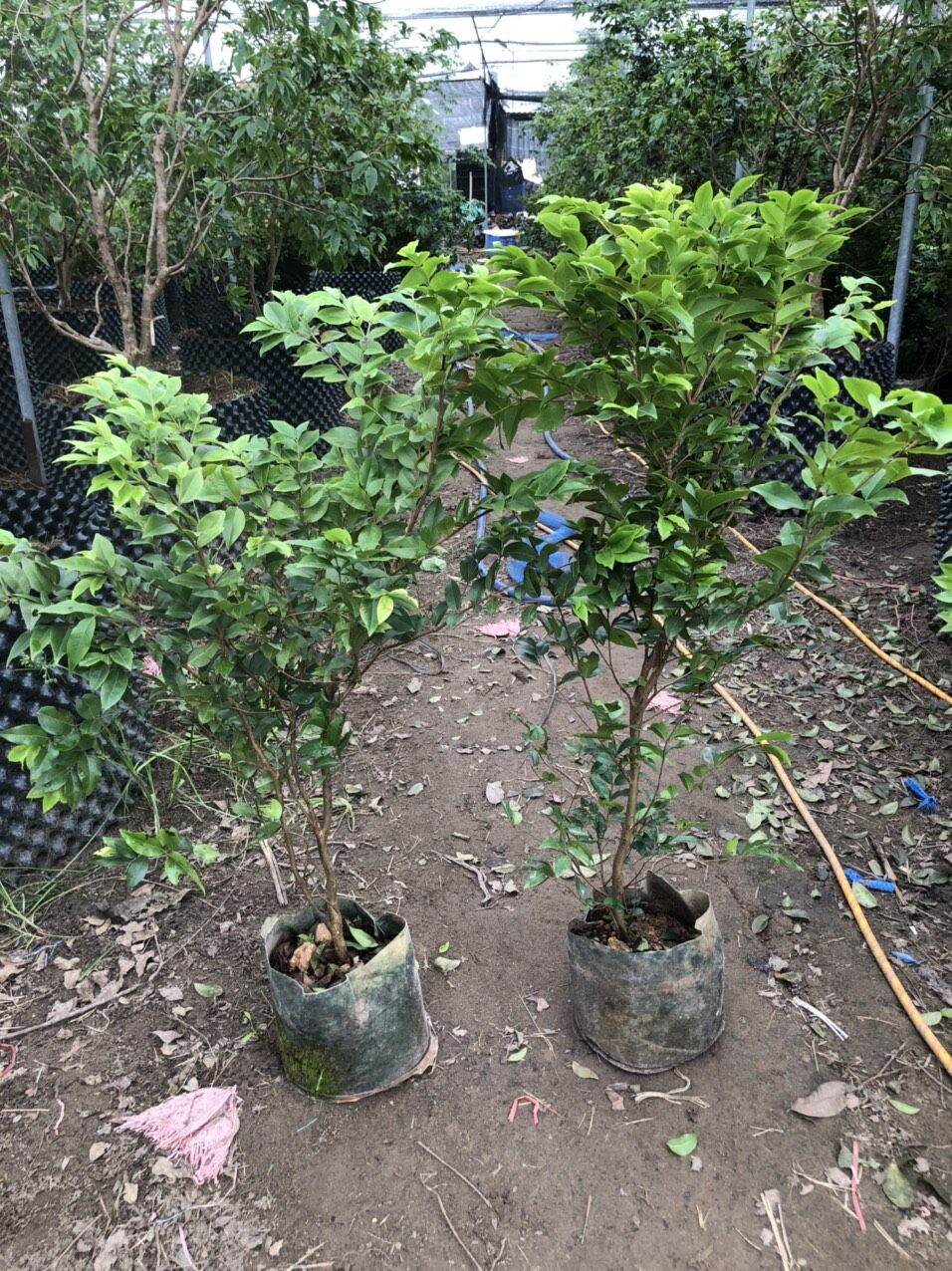 CÂY NHO THÂN GỖ TỨ QUÝ LOẠI NHỠ