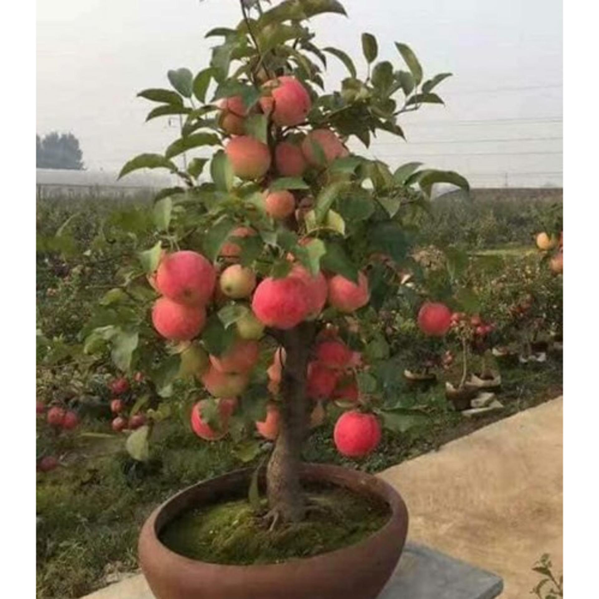 15 Hạt giống Táo lùn đỏ (tặng Kích nẩy mầm, Hướng dẫn ươm)