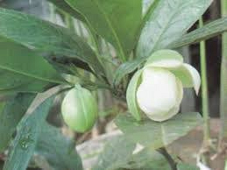 Cây hoa Dạ Hợp nở hoa màu trắng, to và rất thơm - Ý NGHĨA