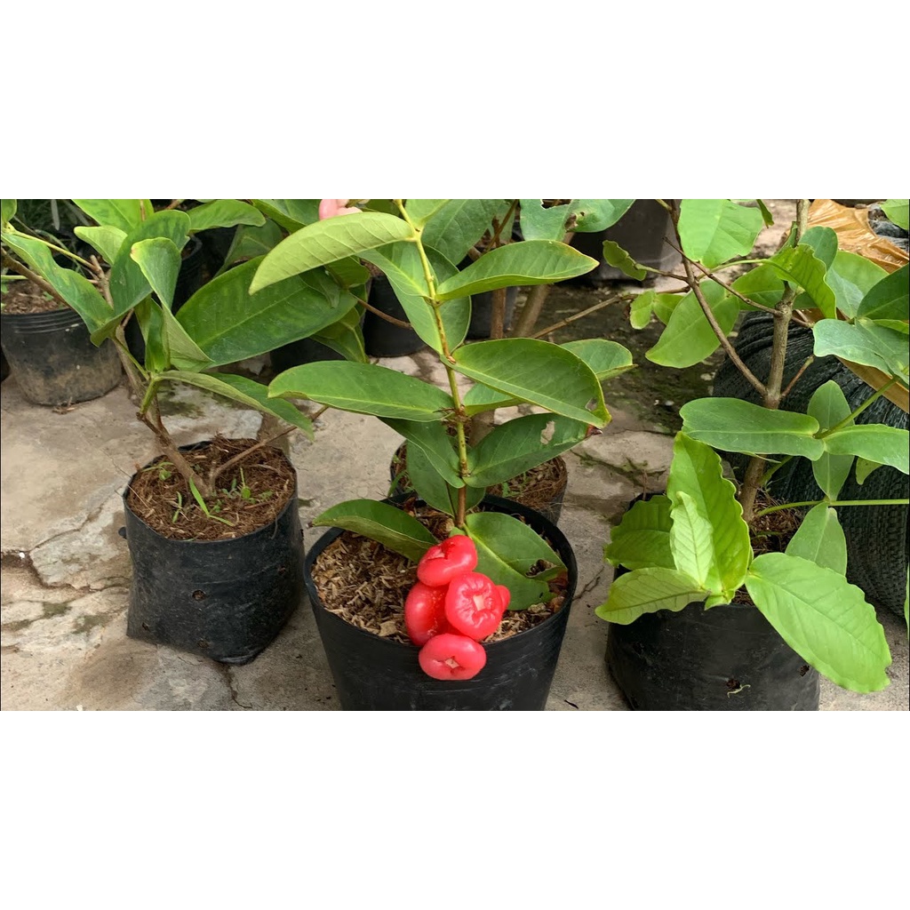 cây Giống Mận Hoàng Yến Trồng (chuẩn giống)