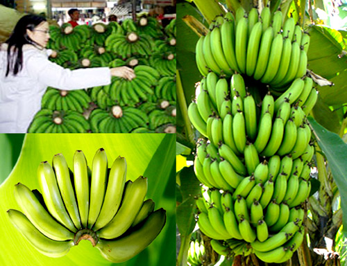 CÂY GIỐNG CHUỐI TIÊU HỒNG