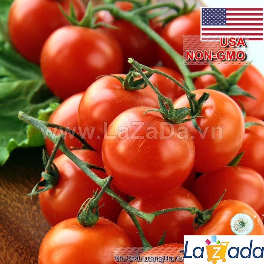 0.1Gr Hạt Giống Cà Chua Bi USA (A3.103| B50*W45*M180)