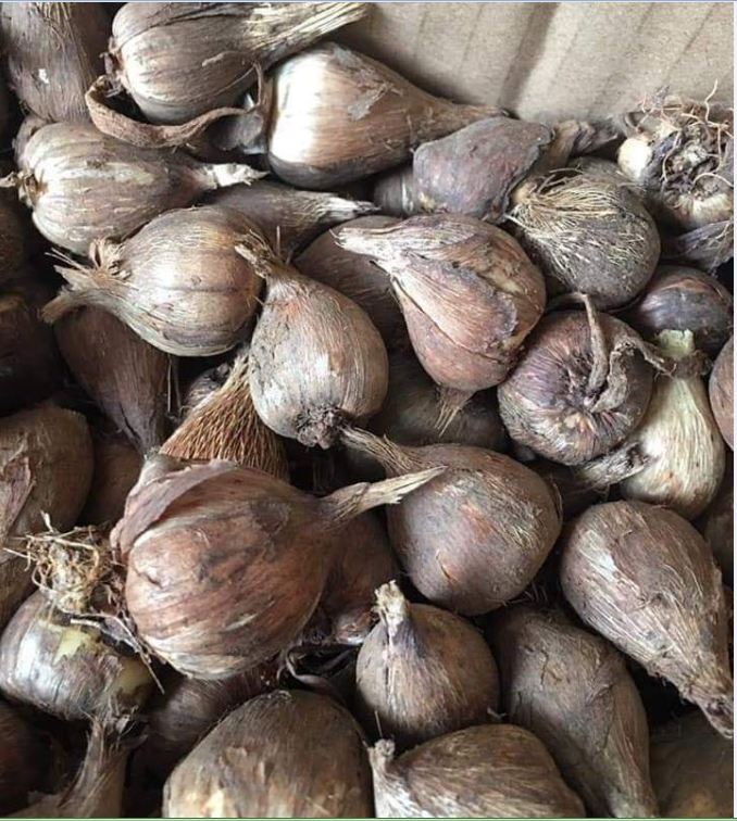 Củ hoa lan nam phi hoa màu hồng ( 1 củ - kèm 1 viên nén ươm củ)