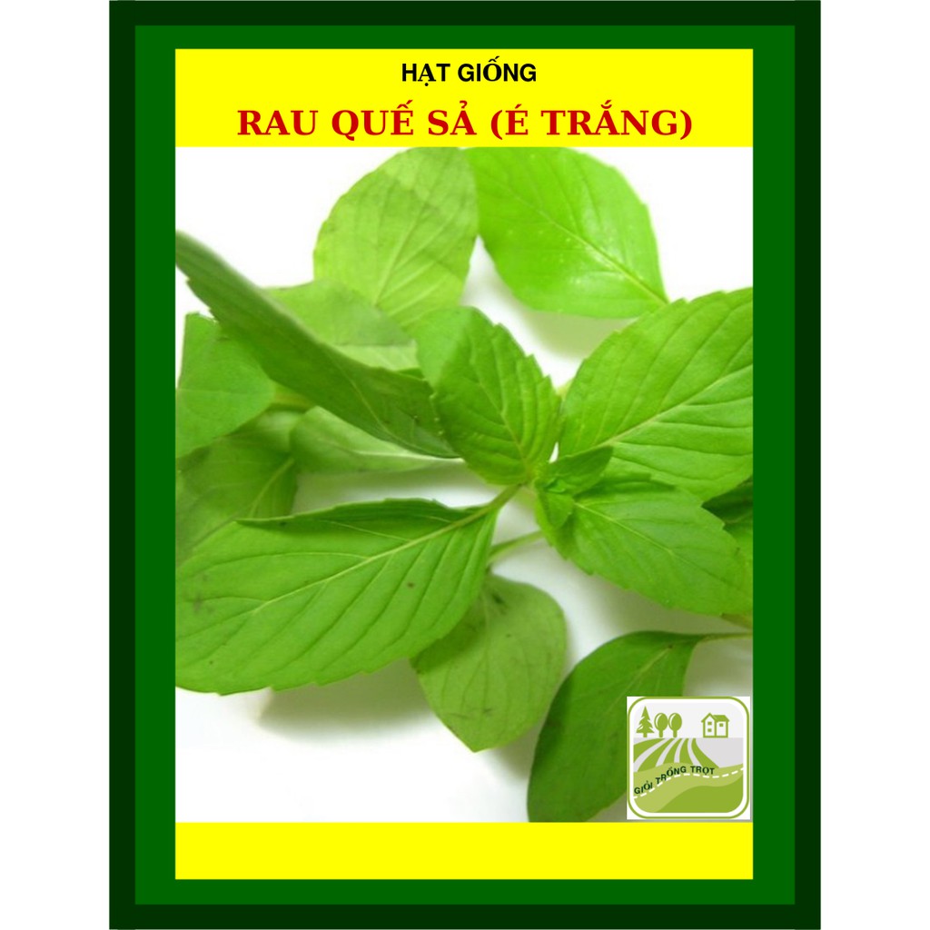 Hạt Giống Rau Quế Sả (Rau Thơm Sả) 1Gram