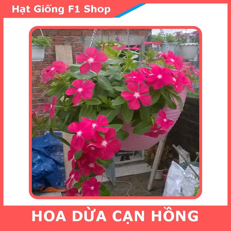 Hạt Giống Hoa Dừa Cạn Hồng Trồng Chậu (021.F1)