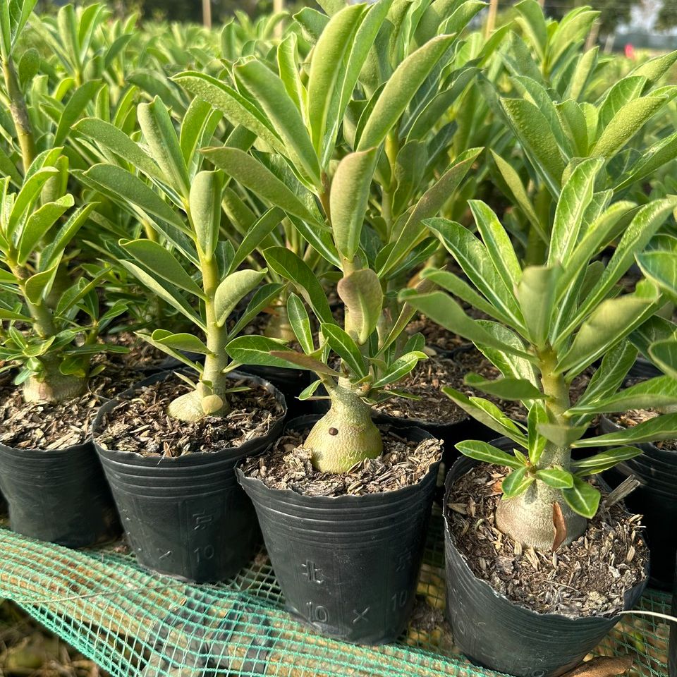 Combo 5 cây Sứ thái gieo hạt (gửi cây như hình)