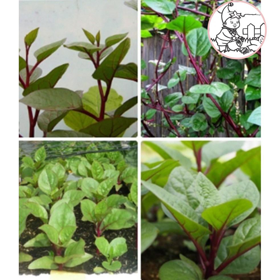 HẠT MỒNG TƠI ĐỎ - GÓI 1 GRAM