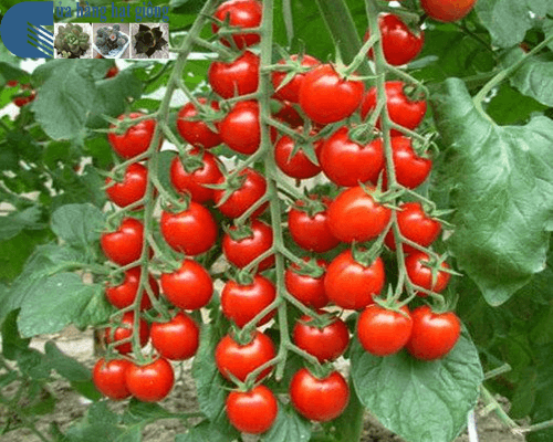 Hạt giống cà chua bi chùm ( cà chua bi chuỗi ngọc) gói 10 hạt