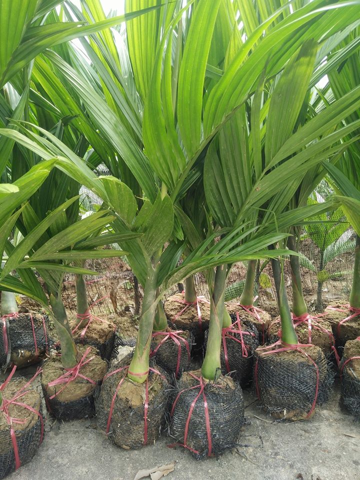 CÂY GIỐNG CAU TỨ THỜI (CAU TỨ THÌ)
