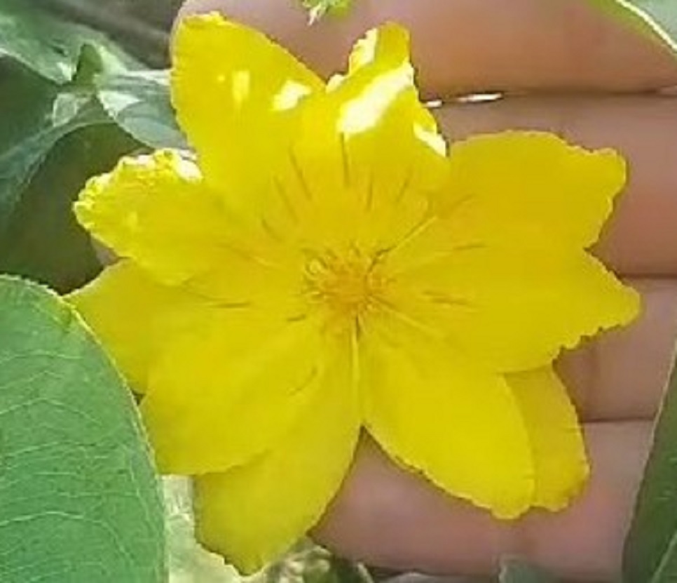 [Học Viện Nông Nghiệp I] Mai Giảo Lá Gai ( Giảo Thái Lan )