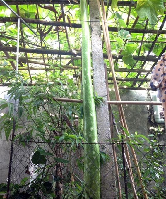 Hạt giống Bầu quả dài 2m
