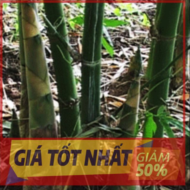 (HÀNG MỚI) cây Măng TRE BÁT ĐỘ, cây giống to khỏe cho măng to, cực ngọt thơm, giá trị kinh tế cao