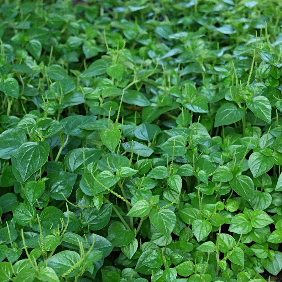 Hạt giống rau càng cua PSV79 | Phởms Market